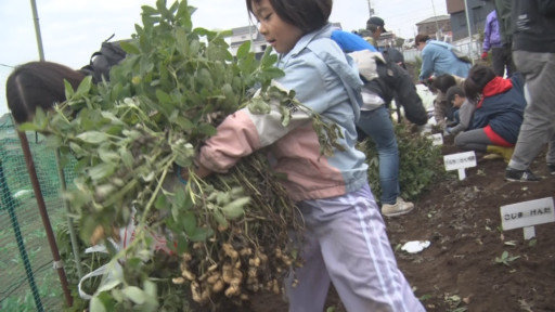 多摩市・連光寺児童館<br>～ポテトメイトたちの収穫と芋煮会～